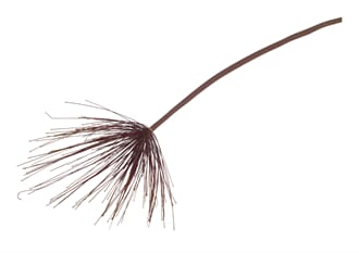 FALL CYPERUS SPRAY RED
