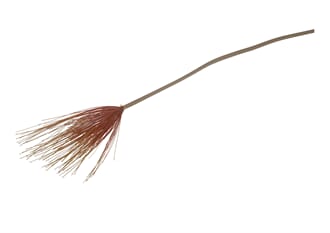 FALL CYPERUS SPRAY ORANGE