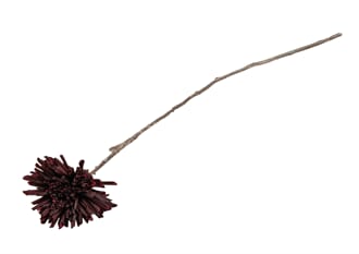DAHLIA SINGLE STEM BROWN