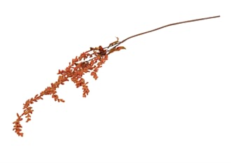COCKSCOMB SPRAY ORANGE