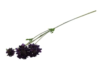 SCABIOSA SPRAY