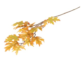 OAK LEAVES SPRAY