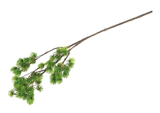 NEEDLE PINE BRANCH