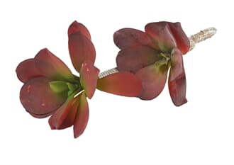 SUCCULENT CACTUS BROWN