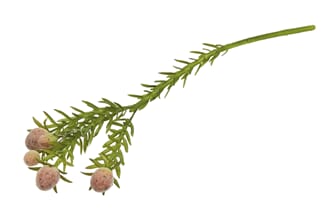LEUCADENDRON SPRAY PINK L