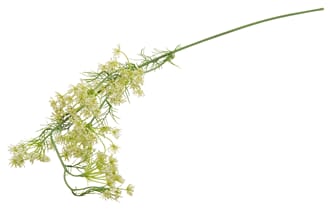 LARGE QUEEN ANN LACE WHITE