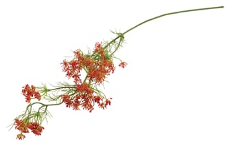 LARGE QUEEN ANN LACE RED