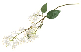 SCADOXOUS SPRAY WHITE