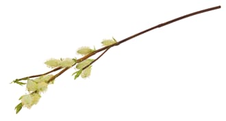 PUSSY WILLOW SPRAY