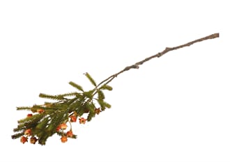PINE WOOD SPRAY BROWN