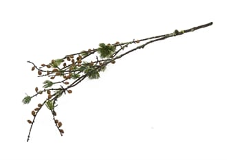 PINE CONE SPRAY GREEN