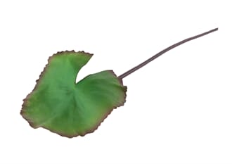 LOTUS LEAF