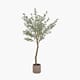 LARGE OLIVE TREE IN POT 210 CM