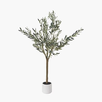 MEDIUM OLIVE TREE IN POT 150 CM