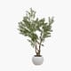 EXTRA LARGE OLIVE TREE IN POT 250 CM