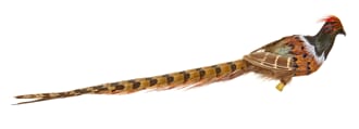 Fugl brun/grønn/rød 38 cm