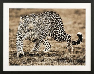 LEOPARD 55X45