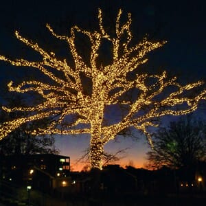 Vingparken